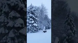 Beautiful calming snow storm fall on pine trees.