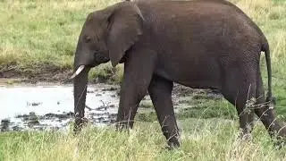 Elephant A-Z animals