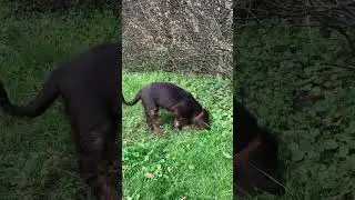 My baby cocker spaniel is hard at work&hellip; LUNA🤎