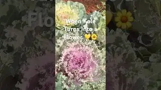 Kale Flower Blooming in My Organic Garden 🌼🥬#3korganics #shorts #shortvideos #shortsviral #nature
