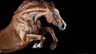 Sonhar com cavalo louco atacando, significado2