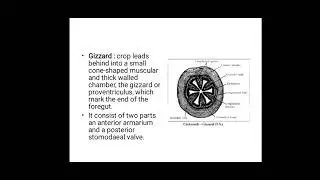 Digestive system In cockroach part i