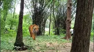 Tiger attack in wild forest VFX video #trending #viral #youtube#animals 