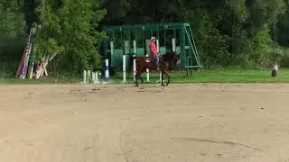 Derringer. 3 year old purebred Arabian futurity Gelding