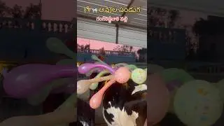 🌾 మా ఊరు &ndash; గంగిరెడ్డిగారి పల్లి ❤️ #sankranthi #2026 #village #vlog #shorts #festival #reels