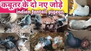 jode wale //(kabutar red) fancy pigeons and medicines bluebr lakkha pigeons //🕊️
