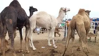 Bakra Mandi me Camel for Qurbani Eid 2020 in Lahore Shahpur Kanjra