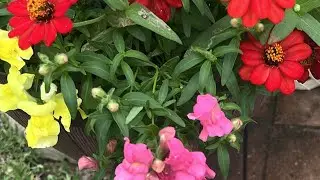 Check out my flower pot I made with a 10 cell assorted plants Pop in and say G'Day