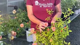 Proven Winners Sunorita Rose highlight