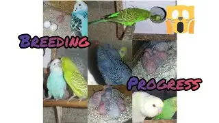badgies breeding progress (parrots) 🦜🦜🦜❤️
