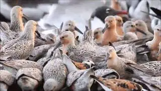Shorebird Migration, Cape May, NJ