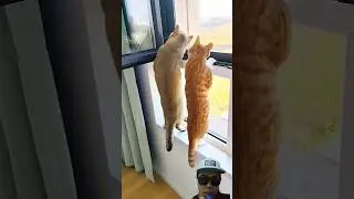 Best Cat Video Today😺癒し系ねこショート❗#shorts #catvideos #viralvideo