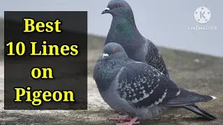 Pigeon/10 Lines on Pigeon/Essay on Pigeon in English/Few Lines on Pigeon/#pigeon