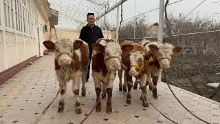 100%GARANTIYA SIMINTAL BUZOQLAR SOTILADI TOZASIDAN 🔥🔥🔥