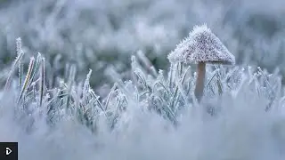 WinterWatch 2021(January) Day 3
