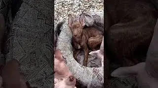 Peruvian puppy Illexa 📩