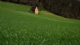 Peaceful Grass Field in the Wind 🌾🍃 | Relaxing Nature Sounds for Sleep, Focus & Deep Calm
