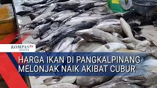 Harga Ikan di Pangkalpinang Melonjak Naik Akibat Cubur