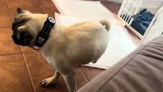 Fred pug barking