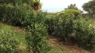 Maui Tea Farm Introduction to Tea