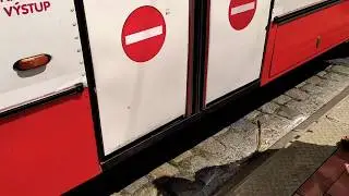 Linka: 53 Ev.č.: 573 • Ústí n. L., Hornická-Ústí n. L., Divadlo • Škoda 15Tr13/6M