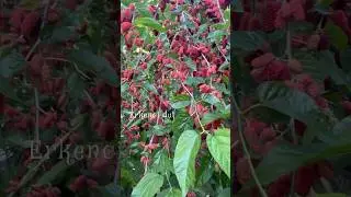 #nature #dut #fruit #bursa #turkey