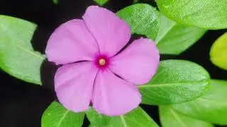 Pink flower 💐 in the tree 🌴