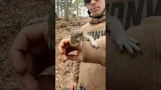 The Sweetest Animal Encounters Caught On Camera ❤️ #animals #bee #birds #deer #seal #heartwarming