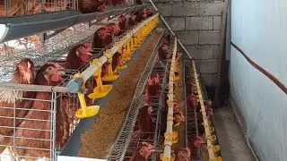 Slow Living in the City: Raising Free-Range and Laying Hens at Home