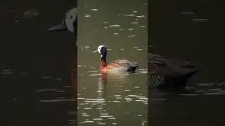 🔊 canto del Siriri pampa (Dendrocygna viduata) White-faced Whistling-duck &bull; Irer&ecirc;