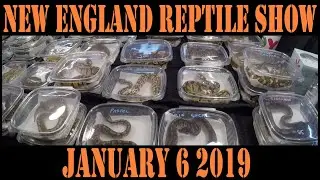 REPTILE SHOW JANUARY 6 2019!!!!!!