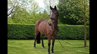 2022 KWPN mare by La Costa  Grand Prix Prospect  Ridden video  FOR SALE