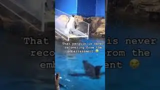 Unlucky animals 🤣🤣🤣#funny #pets #funnyvideos #animals #cute