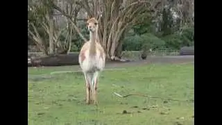 Lama vicugna-Zoo Dresden