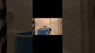 Spa day with Buddy! 🐶🛁🪥 #Shorts #ChihuahuaMix #DogLover #LittleDogs