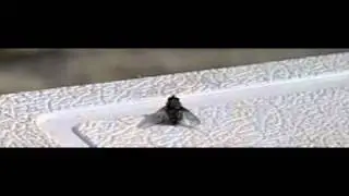 Fly taking off in slow motion
