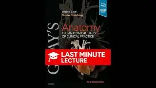 Развитие головы и шеи | Глава 17 &ndash; Анатомия Грея (42-я)