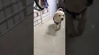45 DAYS DOG PUPPY 🐕// LABRADOR DIG...MUST BUY
