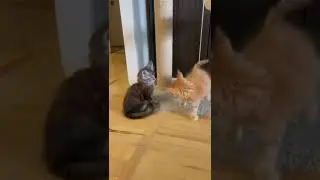 gatos filhote saindo no bra&ccedil;o😂😂🤣🤣       #fypシ #shorts #fyp #funnyvideos #funnycats #cats #fy