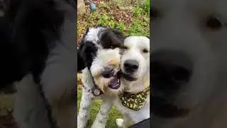 Cute Pups Wrestle Over Ball!