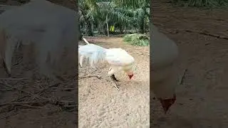 Meet Seethuva: Our Majestic White Rooster from Godavari Region | Home-raised Beauty 🐓