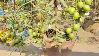 Fruit Vegetable Lover -105🍒🍒🍒 |Amra Fruits|আমড়া ফল