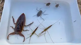 極寒真冬の川にタガメがいた【ガサガサ】