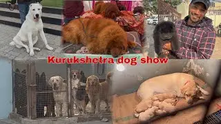 Kurukshetra dog show me guy !! ￼