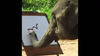 elephant can draw own picture😱 || Aw Pets