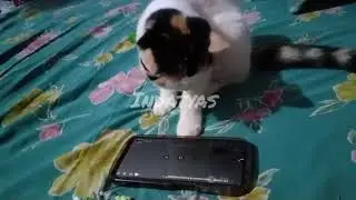 Cacha penasaran main hp
