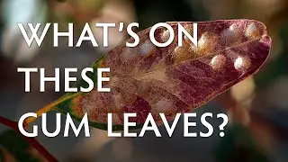 What's on these gum leaves?