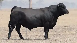 Lot 6 SYM24V239 Allendale Angus 2026