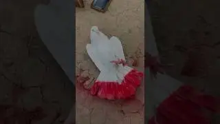Kabutar ko colour kaise kare🎨 #shortvideo #pigeon #birdslover #animallover #birds #kabutar #viral