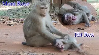 Shocking Heart! Poor baby Rex extremely cry tantrum seizure on ground during Nasty mom Rose bite him